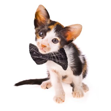 Alaca kedi - boyun izole beyaz zemin üzerine siyah bir yay ile küçük kedicik