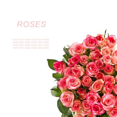 buket pembe güller çerçevesi beyaz arka plan üzerinde izole