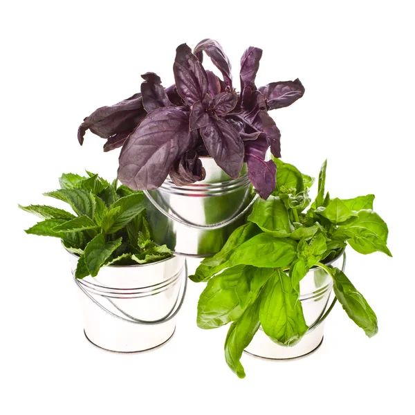 Fresh herbs - basil, dill and mint for cooking in tin buckets overturned isolated on white background — Stock Photo, Image