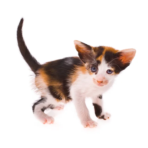 Calico cat - маленький котенок на белом фоне — стоковое фото