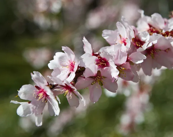 Mandloň růžové květiny close-up s pobočkou venkovní — Stock fotografie