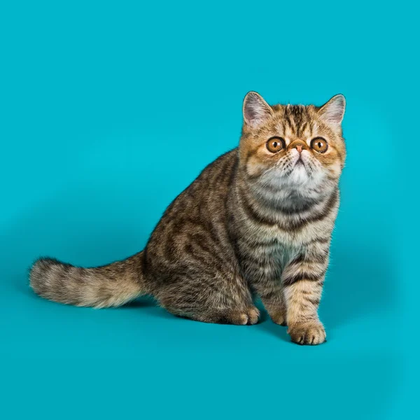 Warna kucing bulu pendek eksotis dikepang tabby — Stok Foto