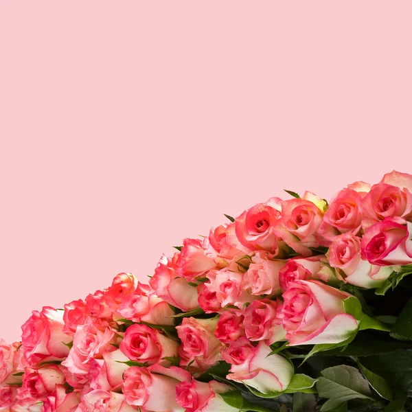 Ramo de rosas rosadas sobre fondo rosa — Foto de Stock