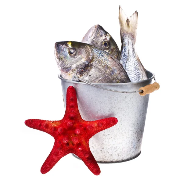 Frischer Dorado-Fisch und andere Fische in einem Blecheimer mit frischen Blättern und Kräutern isoliert auf weißem Hintergrund — Stockfoto