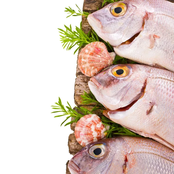 Peixe fresco sargo, tamboril, bacalhau, linguado Polvilhe com sal e decorado com folhas e ervas isoladas sobre fundo branco — Fotografia de Stock