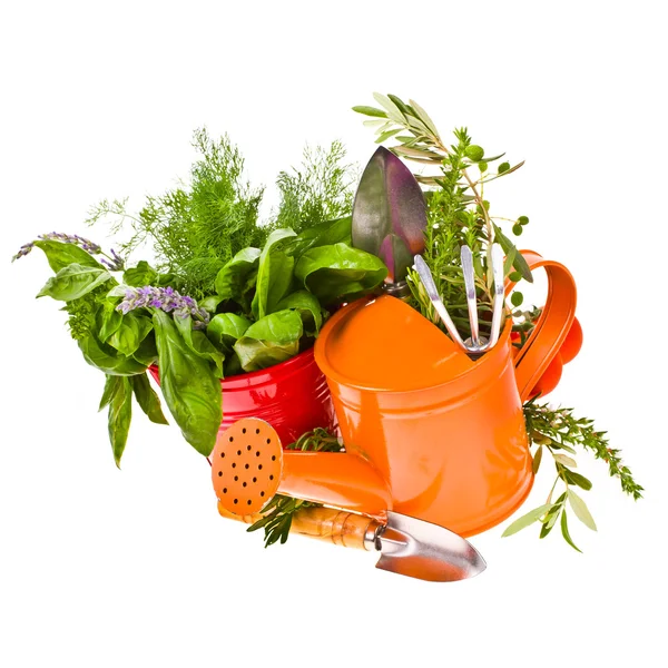 Topic of gardening - tools for working in the garden, shovels and rakes, bucket, watering can, herbs for planting isolated on white background Stock Photo