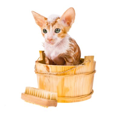 küçük kırmızı kedi banyo köpüğü ile baş izole üzerinde beyaz arka plan üzerinde vardır.