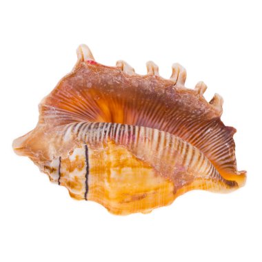 Beyaz arka plan üzerinde izole büyük deniz kabuğu turuncu renk tonu