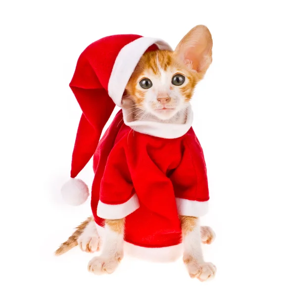 Thema Neujahr und Weihnachten. kleines rotes Kätzchen als Weihnachtsmann auf weißem Hintergrund — Stockfoto