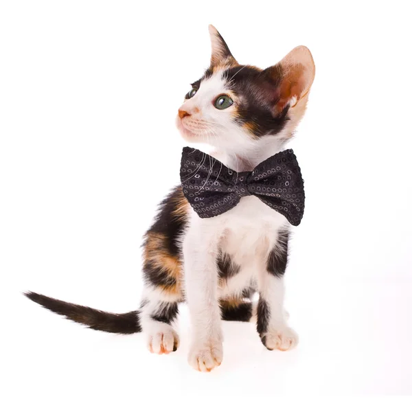 Calico cat - kleines Kätzchen mit schwarzer Schleife am Hals isoliert auf weißem Hintergrund — Stockfoto