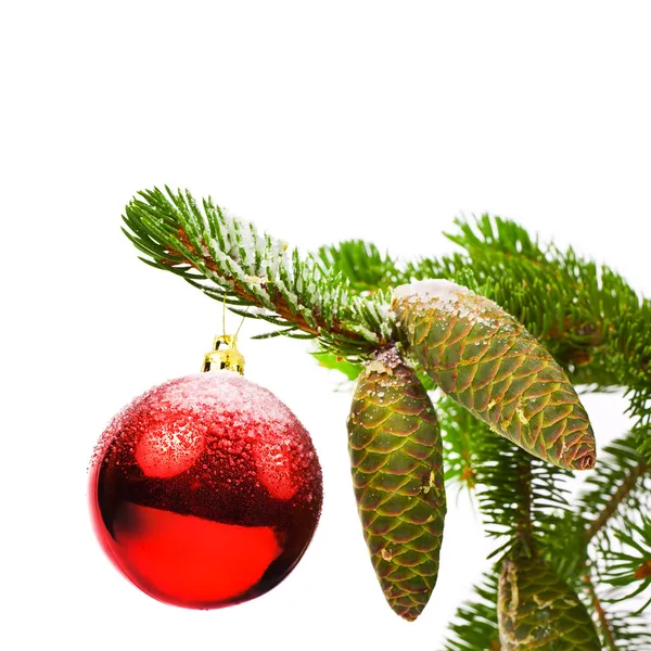 Cubierto con la rama de nieve de un árbol de Navidad y brillante bola roja y conos de abeto aislados sobre fondo blanco —  Fotos de Stock