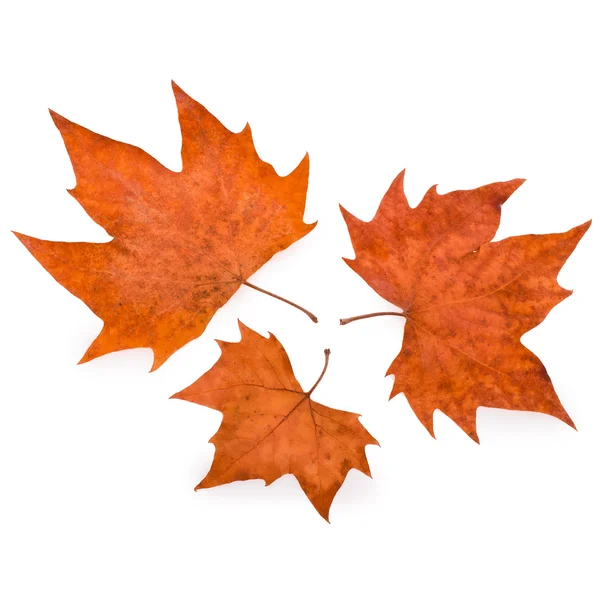 Theme of autumn - colored falling dry leafs isolated on white background — Stock Photo, Image