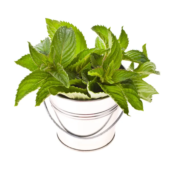 Fresh herb - mint for cooking in tin bucket isolated on white background — Stock Photo, Image