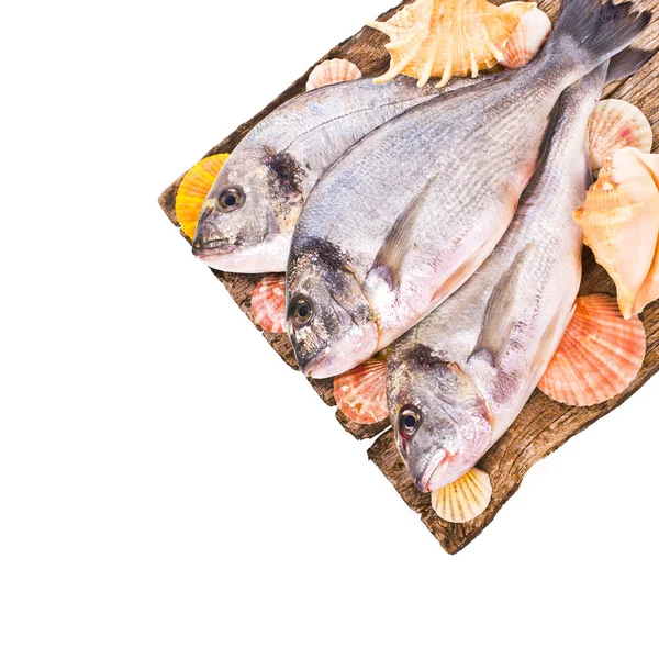 Свіжа риба Дорадо лежить на старих дошках з морськими мушлями ізольовані на білому тлі — стокове фото