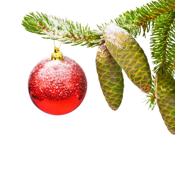 Cubierto con la rama de nieve de un árbol de Navidad y brillante bola roja y conos de abeto aislados sobre fondo blanco — Foto de Stock