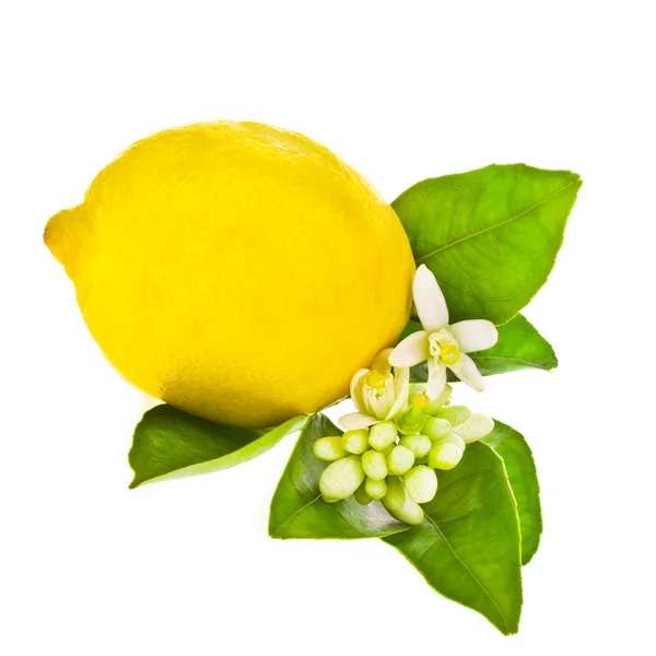 Large fresh lemon with lemon green leaves and white flowers of lemon, isolated on white background — Stock Photo, Image