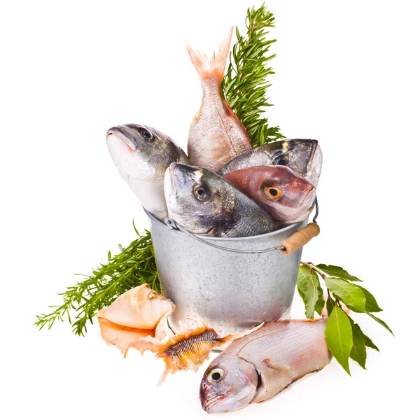 Fresh Dorado fish and other fish in a tin bucket with fresh leaves and herbs isolated on white background — Stock Photo, Image