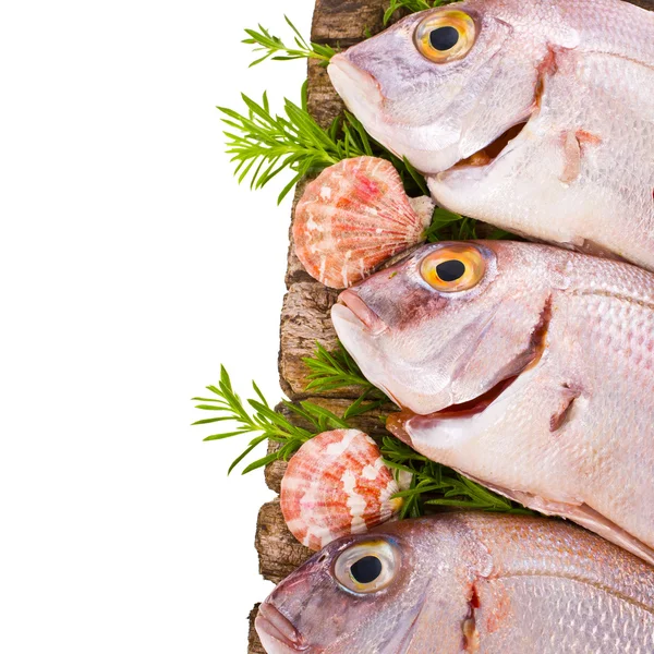 Pescado Dorado fresco se encuentra en las viejas tablas con conchas de mar aisladas sobre fondo blanco — Foto de Stock