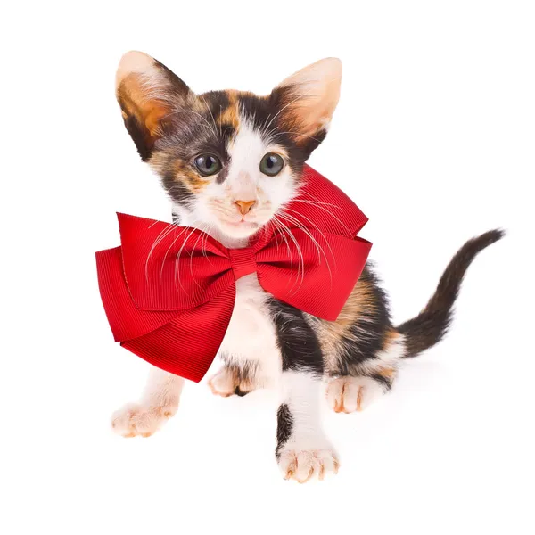 Calico кошка - маленький котенок с красным бантом на шее изолированы на белом фоне — стоковое фото