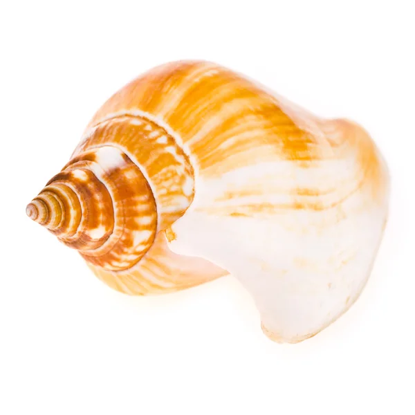 Large sea shell orange tint isolated on white background — Stock Photo, Image