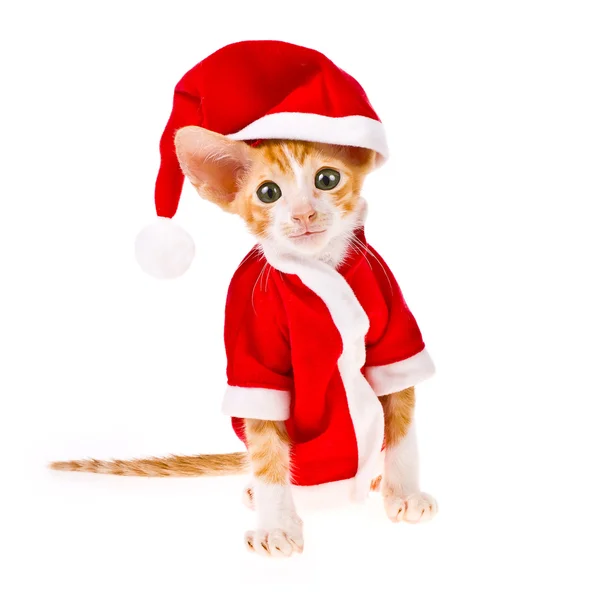 Tematu Nowy rok wakacje i święta. mały kotek czerwony przebrany za Świętego Mikołaja na białym tle — Zdjęcie stockowe