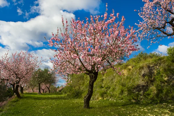 Mandlové sad v květu, alicante, Španělsko — Stock fotografie