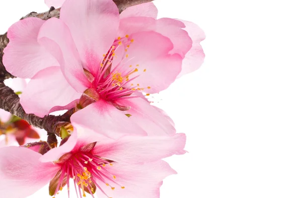 Ramas florecientes de primavera, flores rosadas, sin hojas, flores Almendra aislada sobre fondo blanco —  Fotos de Stock