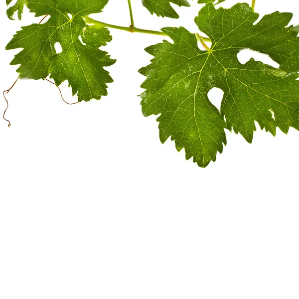 Fresh grape leaves isolated on white background — Stock Photo, Image