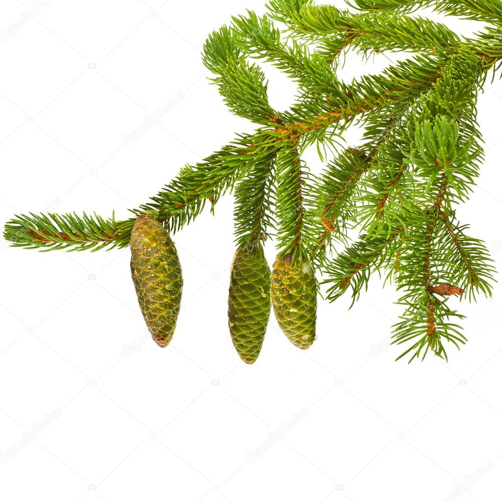 Green fir branches with fresh pine cones isolated on white background