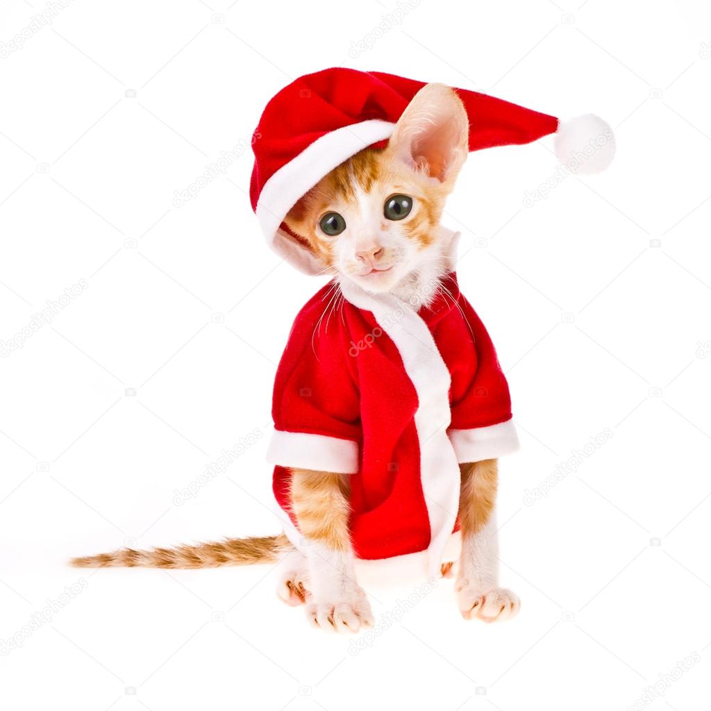 Theme New Year holidays and Christmas. little red kitten dressed as Santa Claus isolated on white background