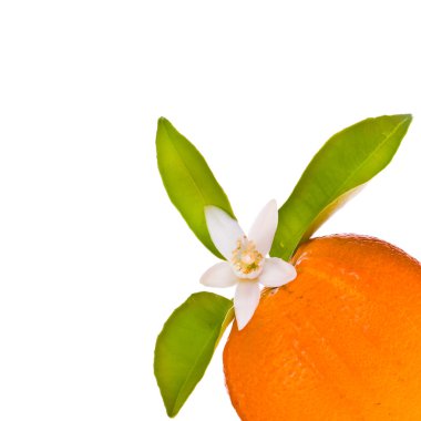 Turuncu meyve portakal ağacı çiçekleri