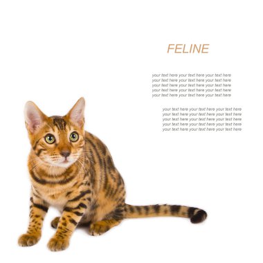 Genç bengal kedisi