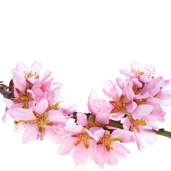 Spring flowering branches of almond — Stock Photo, Image