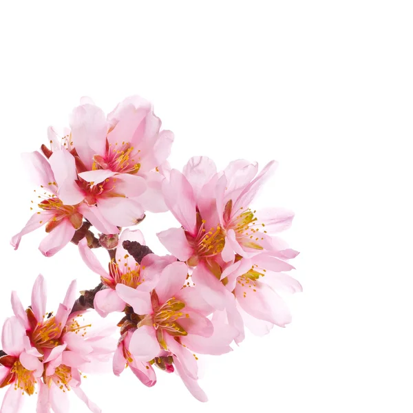 Весенние цветущие ветви миндаля — стоковое фото
