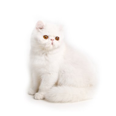 beyaz kedi