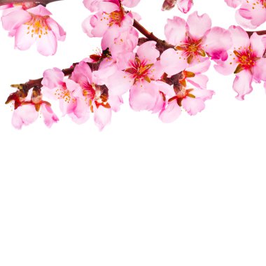 Bahar çiçekli dallar badem