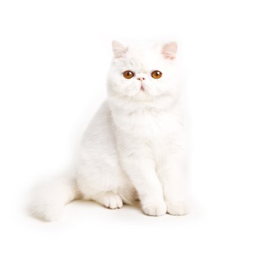beyaz kedi