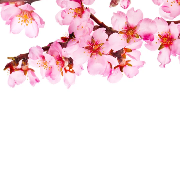 Bahar çiçekli dallar badem