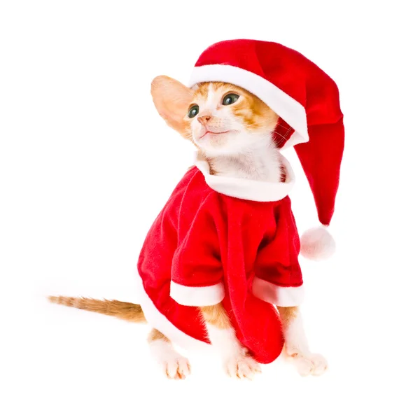 Маленький красный котенок, одетый как Санта Клаус — стоковое фото