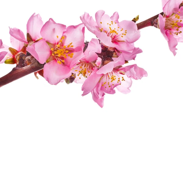 Spring flowering branches of almond — Stock Photo, Image