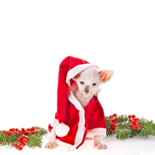 Little kitten in the suit of Santa Claus and Christmas tree branches — Stock Photo, Image