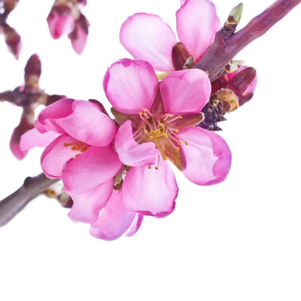 Ramas florales de primavera de almendras — Foto de Stock