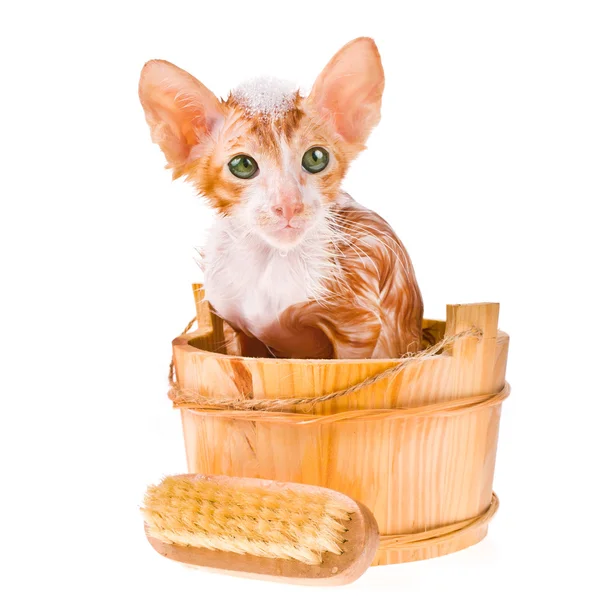 sağlığınla kırmızı kedi banyo köpüğü ile kafasına sahip.