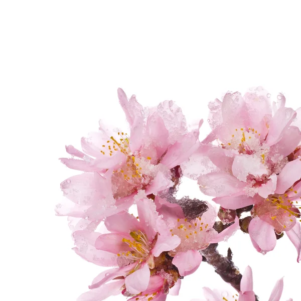 Na jaře kvetoucí větve mandle — Stock fotografie