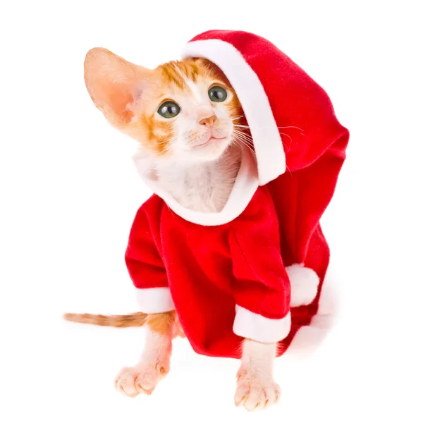Маленький красный котенок, одетый как Санта Клаус — стоковое фото