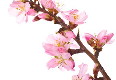 badem ağacı pembe çiçekler