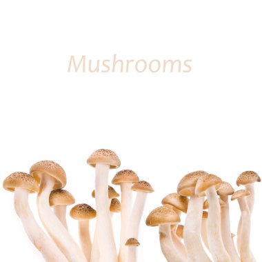 kahverengi kayın mantar, shimeji mantar