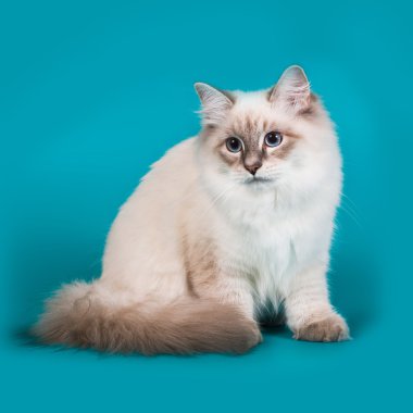 kedi Sibirya doğurmak
