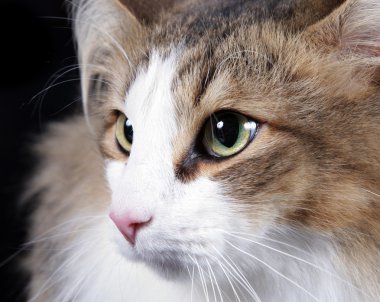 tüylü kedi soyu