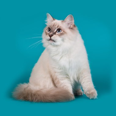 kedi Sibirya doğurmak